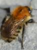 Bombus pascuorum
